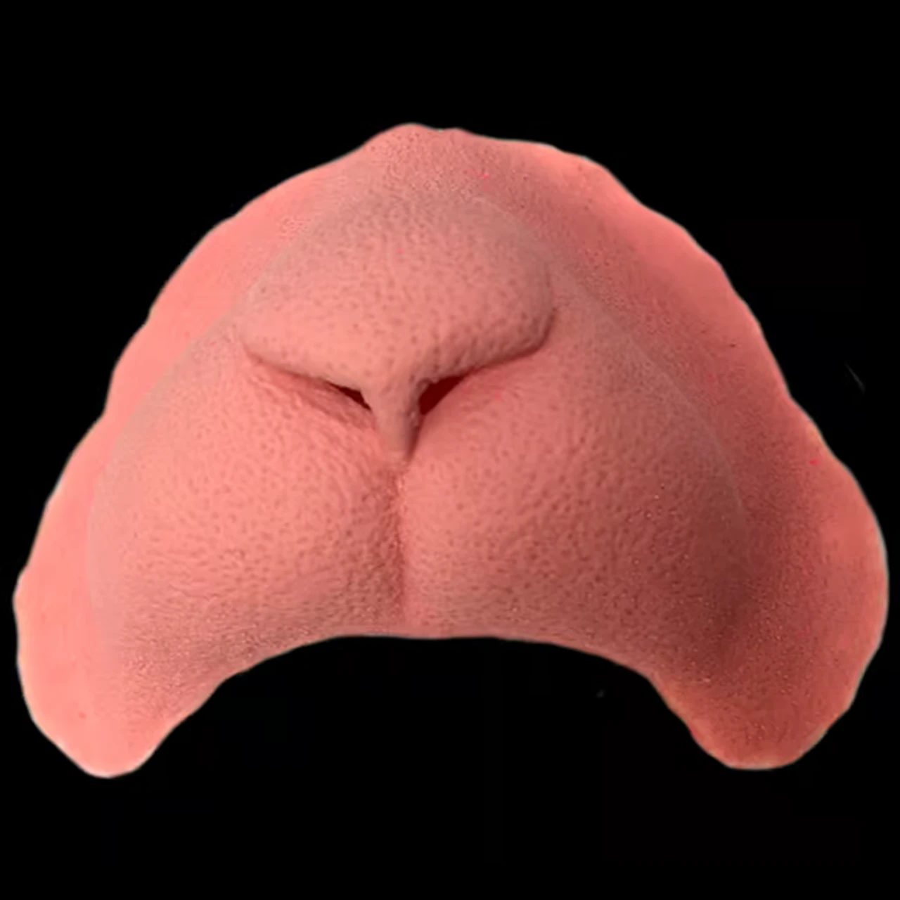 Cat/Grinch Nose Latex Appliance | Tinsley | Prosthetics | Special Effects 2 Cat/Grinch Nose Latex Appliance | Tinsley | Prosthetics | Special Effects - Image 2