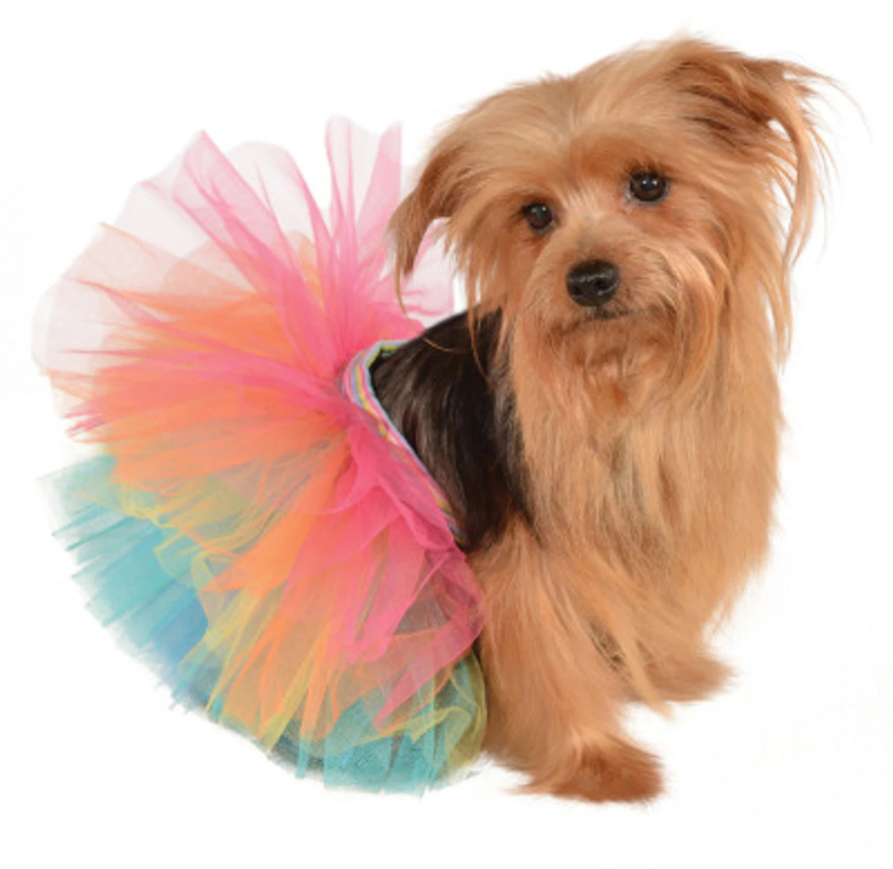 Tiny Pet Rainbow Tutu Skirt | Pride | Pet Costumes And Accessories 1 Tiny Pet Rainbow Tutu Skirt | Pride | Pet Costumes And Accessories