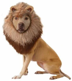 Animal Planet Lion Costume | Animals | Pet Costumes And Accessories | Consignment