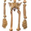 Laboratory Skeleton | Decor | Novelty And Decor