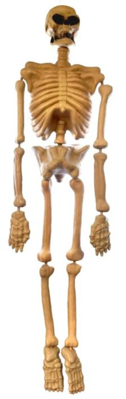 Laboratory Skeleton | Decor | Novelty And Decor