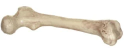 Skeleton Bone 9in | Decor | Novelty And Decor