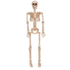 Skeleton 36in Realistic Looking | Decor | Novelty And Decor