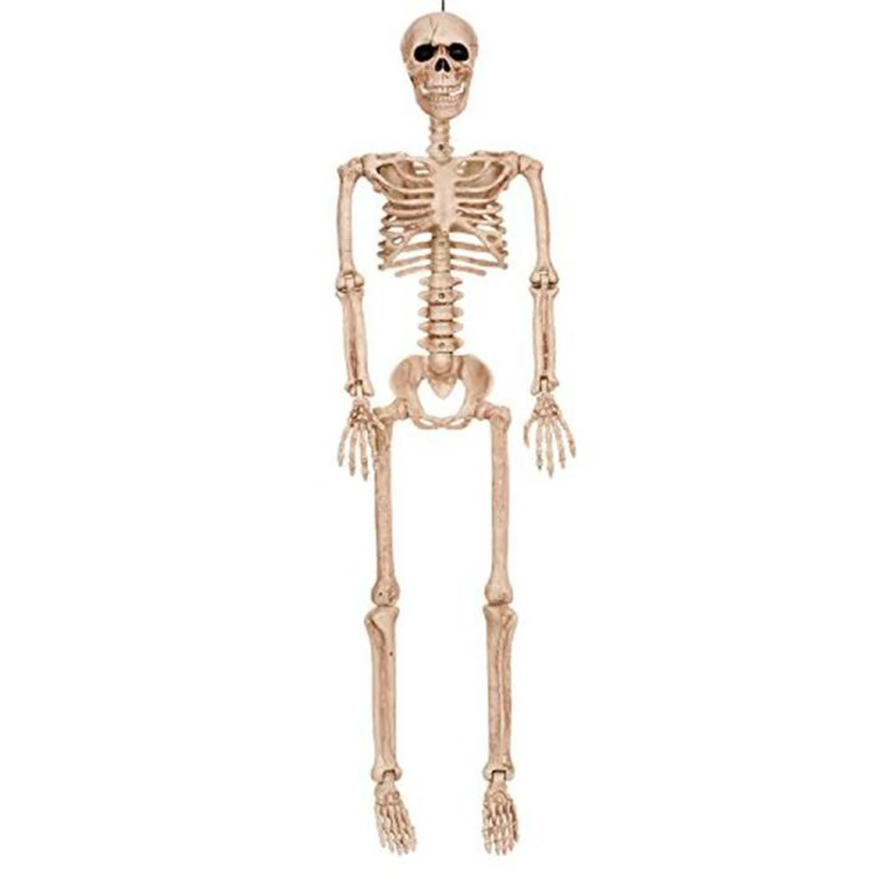 Skeleton 36in Realistic Looking | Decor | Novelty And Decor 1 Skeleton 36in Realistic Looking | Decor | Novelty And Decor
