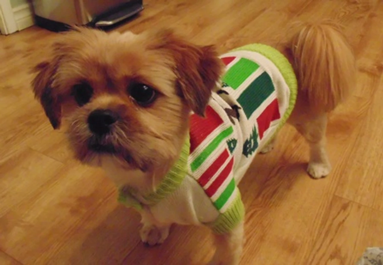 Reindeer Ugly Christmas Sweater Pet Costume | Christmas | Pet Costumes And Accessories 2 Reindeer Ugly Christmas Sweater Pet Costume | Christmas | Pet Costumes And Accessories - Image 2