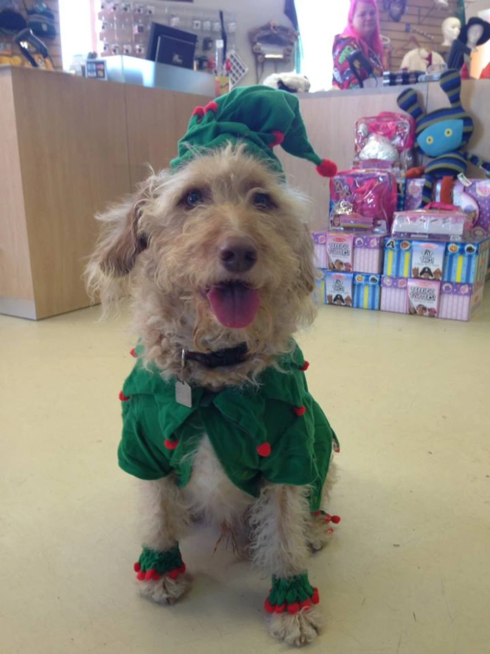 Elf Pet Costume | Christmas | Pet Costumes And Accessories 2 Elf Pet Costume | Christmas | Pet Costumes And Accessories - Image 2